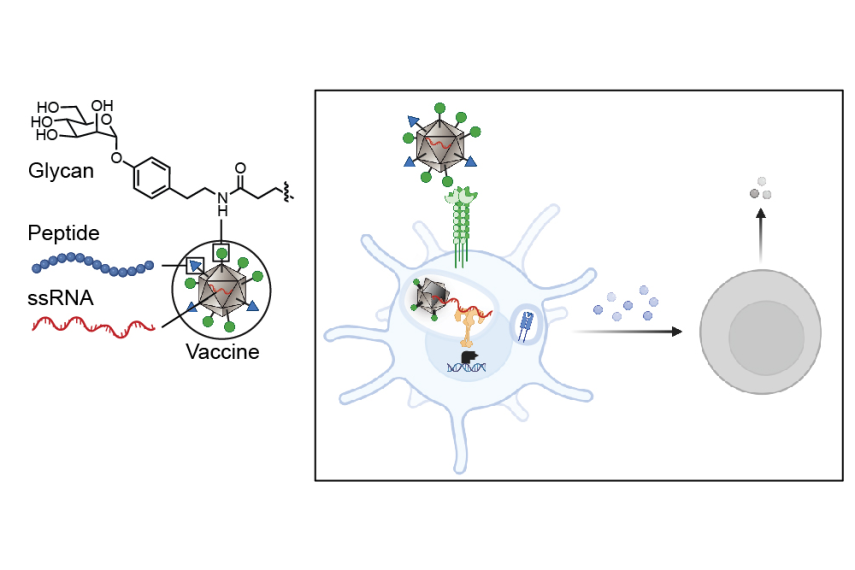 At left, the makeup of a vaccine particle, which shows a labeled glycan, peptide, and SSRNA. At right, a dendritic cell with the vaccine elicits T cell activation and immune response